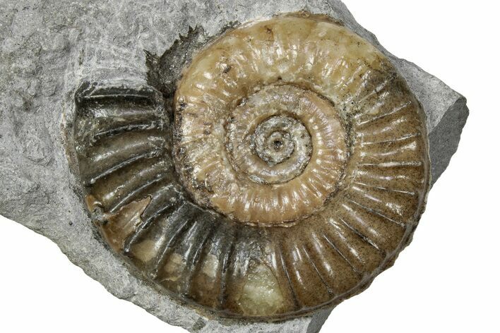 Jurassic Ammonite (Promicroceras) Fossil - Lyme Regis #357113